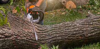 Best Pest Control for Lawns  in Forest Park, IL