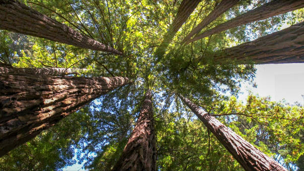 How Our Tree Care Process Works  in  Forest Park, IL