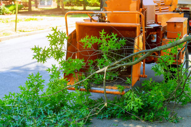 Best Fruit Tree Pruning  in Forest Park, IL