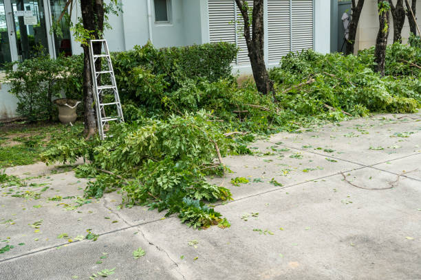 Trusted Forest Park, IL Tree Services Experts