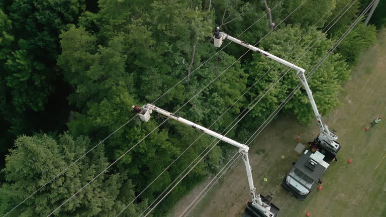 Best Tree Cabling and Bracing  in Forest Park, IL